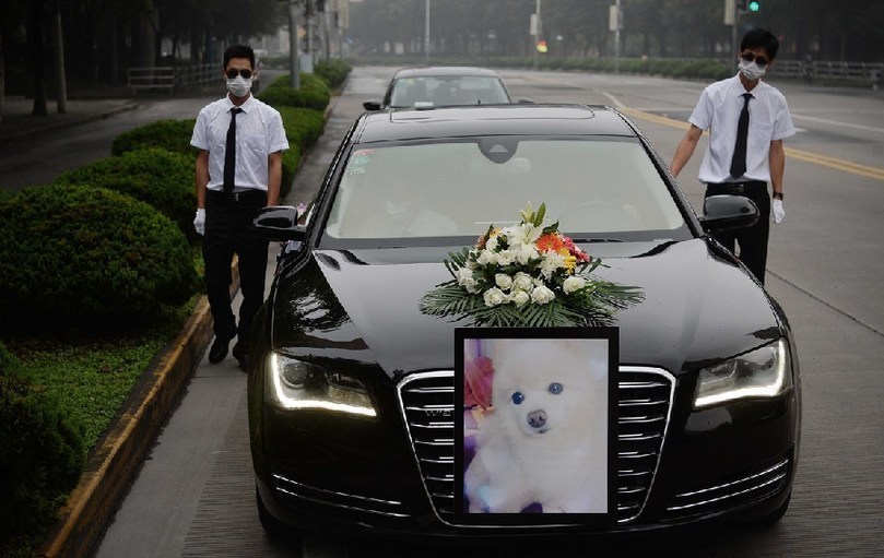 著寵物狗靈柩的車(chē)隊(duì)緩緩開(kāi)往悼念室。