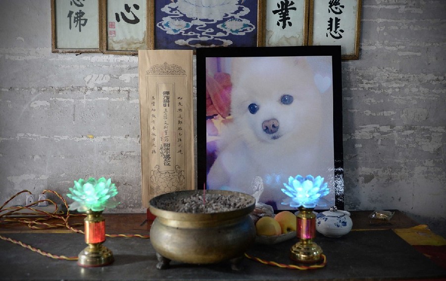寵物狗的遺像被擺放在寺廟中。