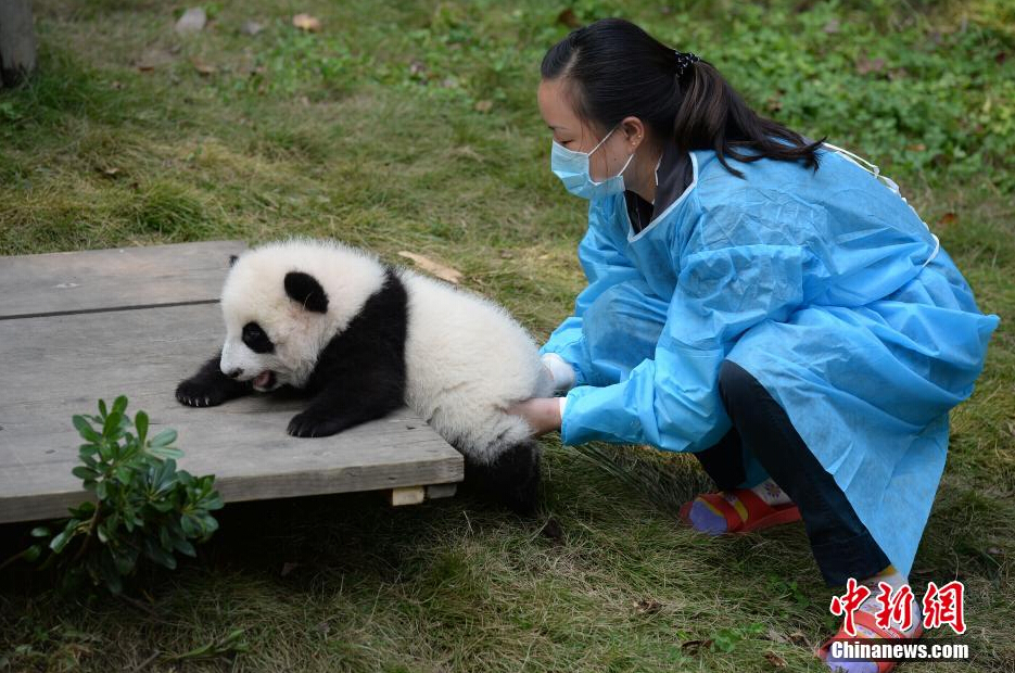 一名飼養(yǎng)員正幫助一只小大熊貓練習(xí)攀爬。