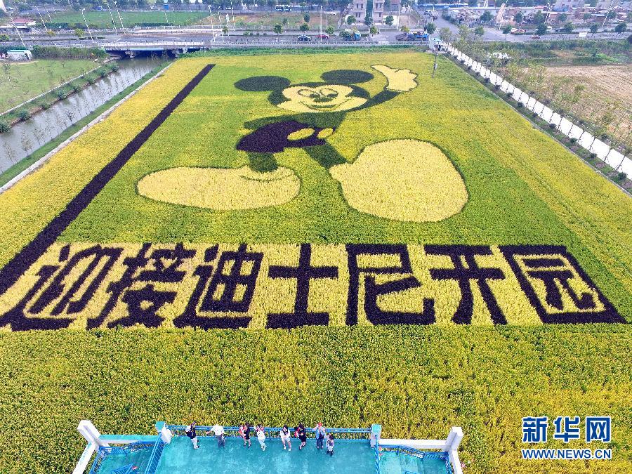 10月25日，游客在觀景臺(tái)上觀賞“米老鼠”稻田畫。