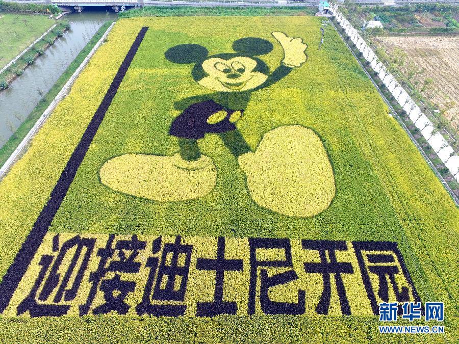 10月25日，游客在觀景臺(tái)上觀賞“米老鼠”稻田畫。
