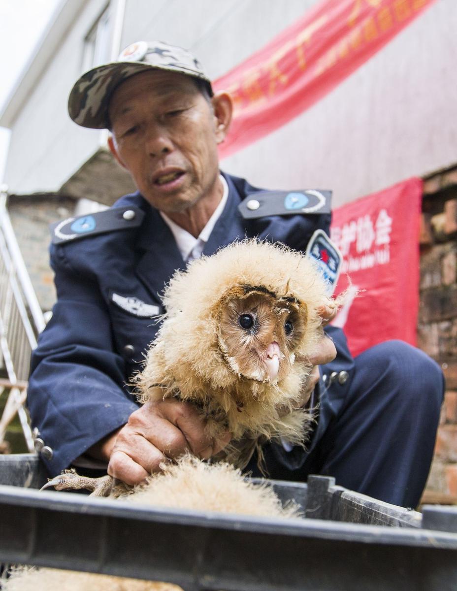 這5只雛鳥長得既像貓頭鷹，又像老鷹，危億玲和她丈夫便上網(wǎng)查詢，也沒查出來到底是什么動(dòng)物。因?yàn)閾?dān)心這些雛鳥是保護(hù)動(dòng)物，放在自己家里會(huì)養(yǎng)不好，危億玲便聯(lián)系上了都昌縣林業(yè)局野生動(dòng)植物保護(hù)管理站。