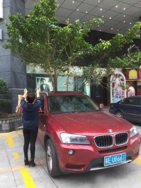 一輛停在停車位上的寶馬轎車，被墜落的樹枝砸中，樹枝徑直插入車內，現(xiàn)場引發(fā)不少市民圍觀拍照。