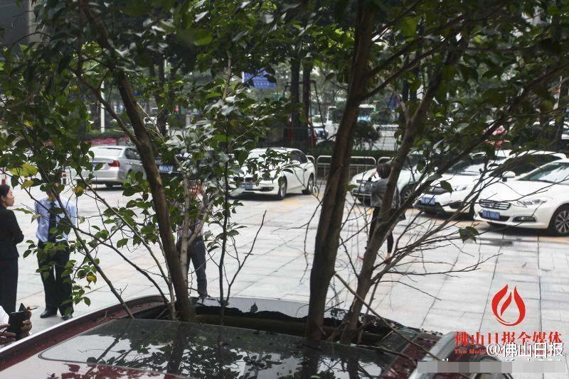 一輛停在停車位上的寶馬轎車，被墜落的樹枝砸中，樹枝徑直插入車內，現(xiàn)場引發(fā)不少市民圍觀拍照。