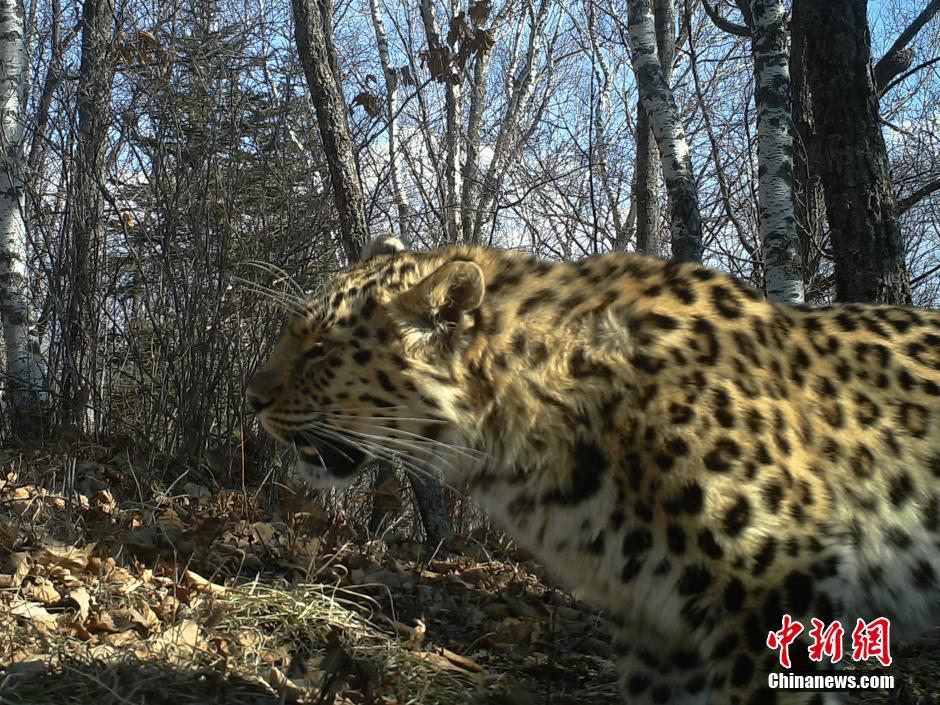 黑龍江老爺嶺保護區(qū)多次拍到野生東北虎、豹影像