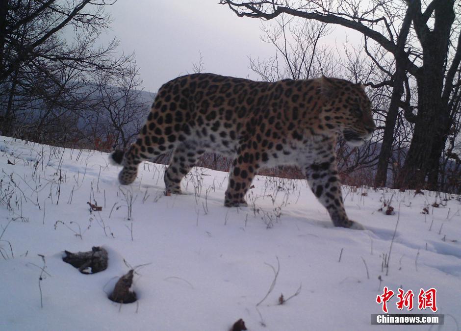 黑龍江老爺嶺保護區(qū)多次拍到野生東北虎、豹影像
