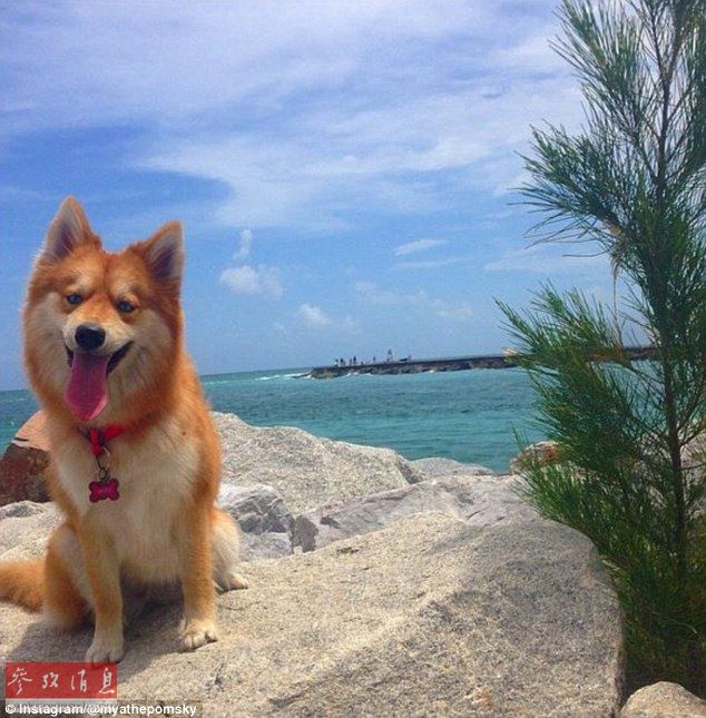 狐貍還是狗？藍(lán)眼睛萌寵走紅網(wǎng)絡(luò)