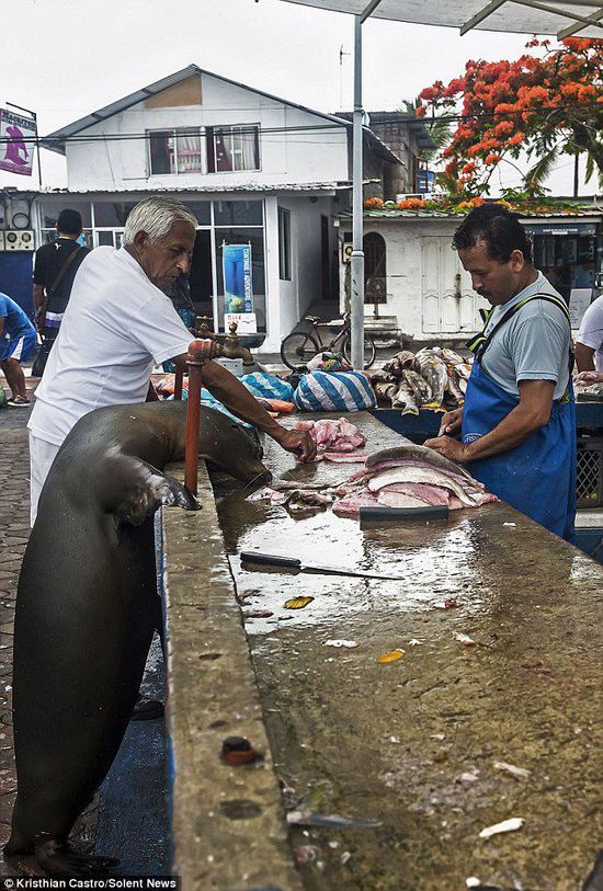 厄瓜多爾海獅成魚攤“?？汀?排隊“買”金槍魚