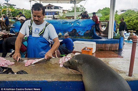 厄瓜多爾海獅成魚攤“?？汀?排隊“買”金槍魚