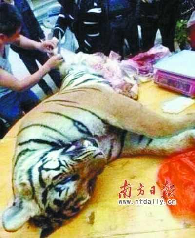 　殺虎現(xiàn)場(chǎng)。由匿名受訪人提供