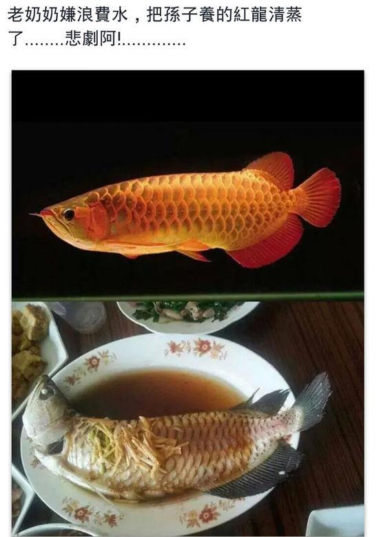 老奶奶嫌浪費(fèi)水,把孫子養(yǎng)的紅龍清蒸了。圖片取自臺媒