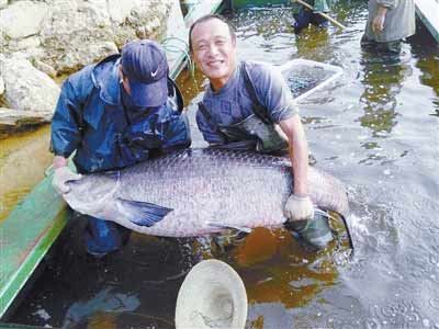 河南水庫捕到147斤重大青魚，長(zhǎng)1.76米。