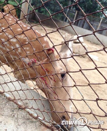 陜西秦嶺動物園梅花鹿鹿茸被割 負(fù)責(zé)人稱防打架