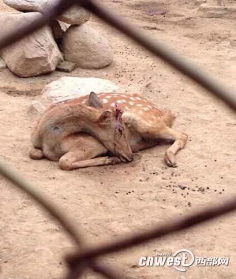 陜西秦嶺動物園梅花鹿鹿茸被割 負(fù)責(zé)人稱防打架