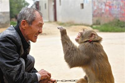 10月13日，新野縣鮑灣村耍猴人楊林貴蹲在家門口和自己的猴子玩耍。楊林貴，耍猴近三十年。