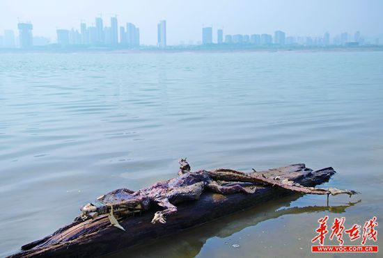 23日上午，瀏陽(yáng)河與湘江交匯的地方發(fā)現(xiàn)了一條鱷魚的尸骸。