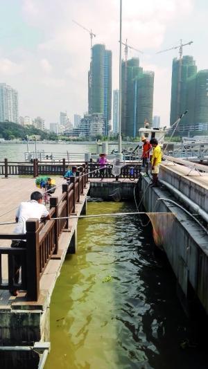 一群人正在打撈放生的龜、魚等。信息時報記者 陳文杰 攝