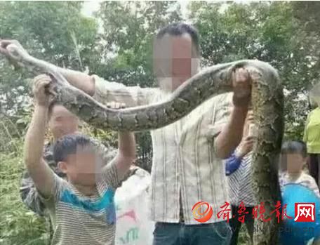 膽真大！男子抓野生大蟒燉湯 蟒蛇屬國(guó)家一級(jí)保護(hù)動(dòng)物(圖)