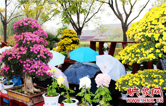 天好、花美 中國(guó)開封第32屆菊花文化節(jié)延長(zhǎng)一周