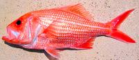 澳洲一條紅衫魚(yú)已活84年創(chuàng)西澳魚(yú)壽命紀(jì)錄(圖)