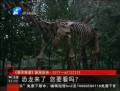 恐龍來(lái)了 你要看么？