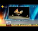雄雞靚照催生優(yōu)質(zhì)蛋？看臉世界讓人心碎