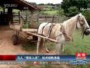 馬兒“倒車入庫(kù)”技術(shù)嫻熟準(zhǔn)確