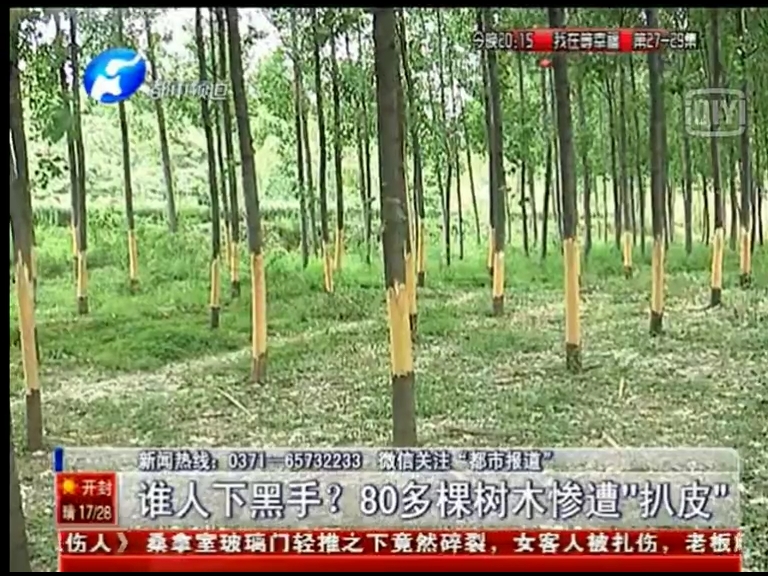 80多棵樹(shù)被“扒皮” 誰(shuí)痛下黑手？