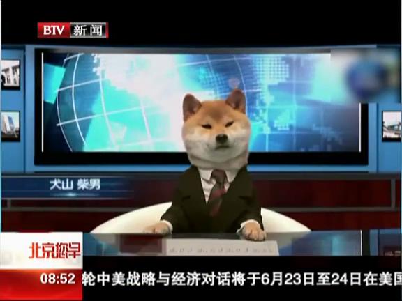 日本柴犬當(dāng)主播 上電視播報(bào)新聞