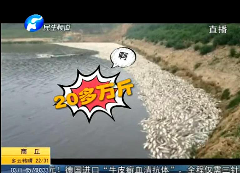 20萬斤魚翻肚因缺氧？