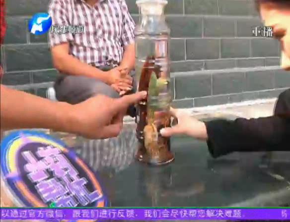 神奇！泡酒人參發(fā)芽長(zhǎng)樹葉