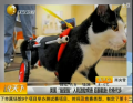 美國“貓堅強(qiáng)”入院激勵病患 后腿截肢 輪椅代步
