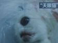 四川內(nèi)江現(xiàn)天眼貓 額頭正中間長(zhǎng)眼睛