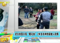 武大校園又現(xiàn)“櫻花劫”2米多長(zhǎng)樹枝疑被人砍斷