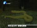 歡樂過大年 動(dòng)物也精彩