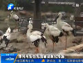 鄭州市各處鳥(niǎo)園加強(qiáng)防控措施