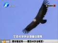 都市驗(yàn)證碼——鷹活40歲會(huì)蛻變？