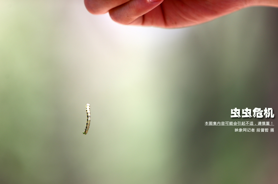 當(dāng)小蟲子從樹上垂絲而下懸在半空中時(shí)，給路上的行人帶來(lái)諸多不便