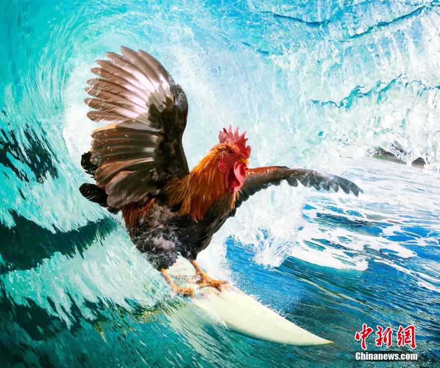 有趣！英國一公司推出公雞日歷